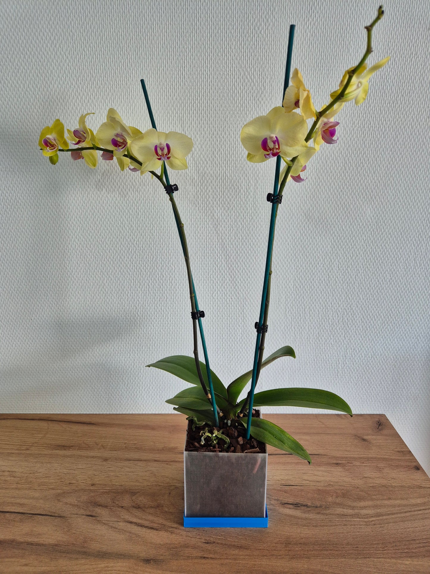 Pot de Plante Carré