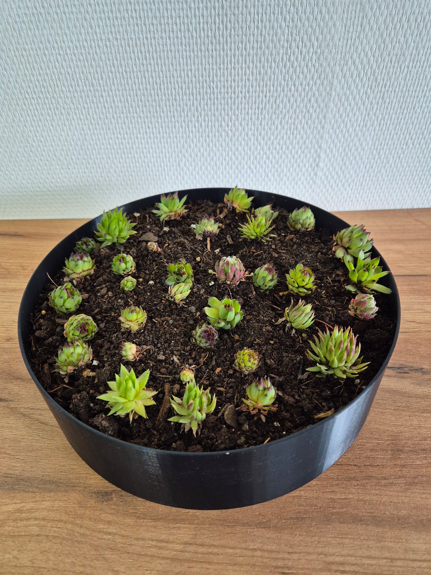 Pot rond pour plantes d'extérieur