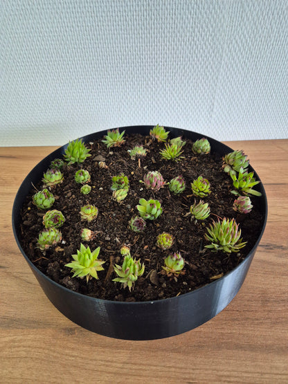 Pot rond pour plantes d'extérieur