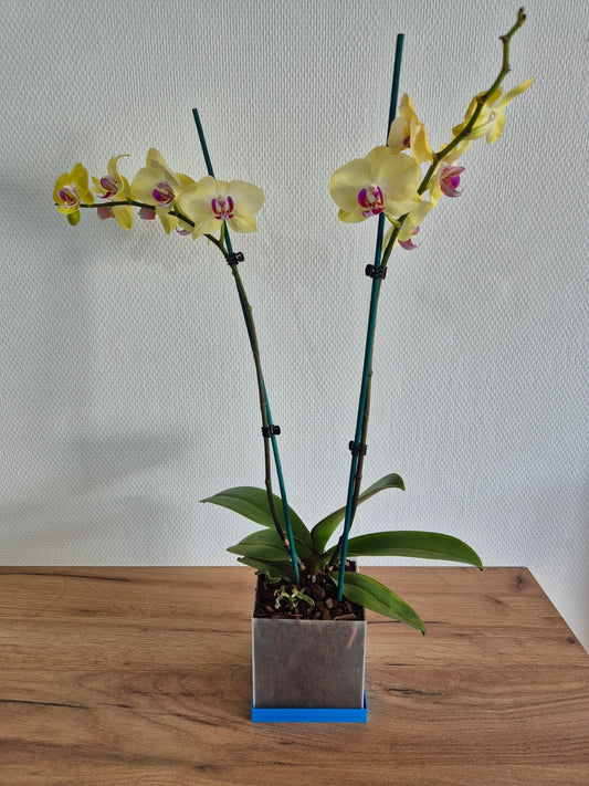 Pot de Plante Carré